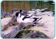 Nesting Avocet