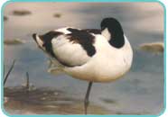 Roosting Avocet