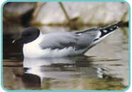 Black-headed gull