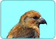 Crossbill