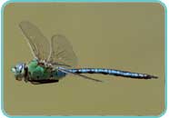 Anax imperator