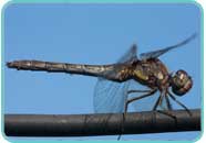 Sympetrum striolatum