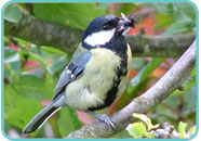 Great Tit