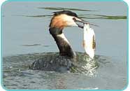 Grebe fishing