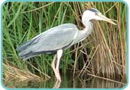 Grey Heron