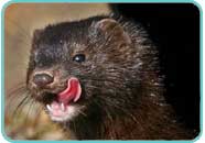 The vicious American Mink