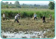 Collecting reeds for floating rafts