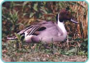 Drake Pintail