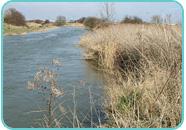 Reed-fringed River Bank