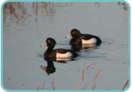 Tufted ducks