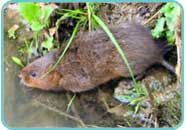 Water Vole