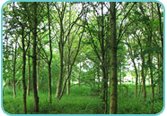 Young Woodland Habitat